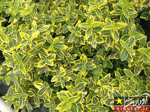 شرایط نگهداری شمشاد طلایی